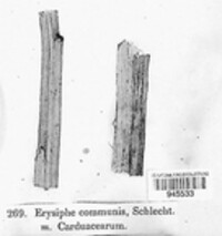 Erysiphe cruciferarum image